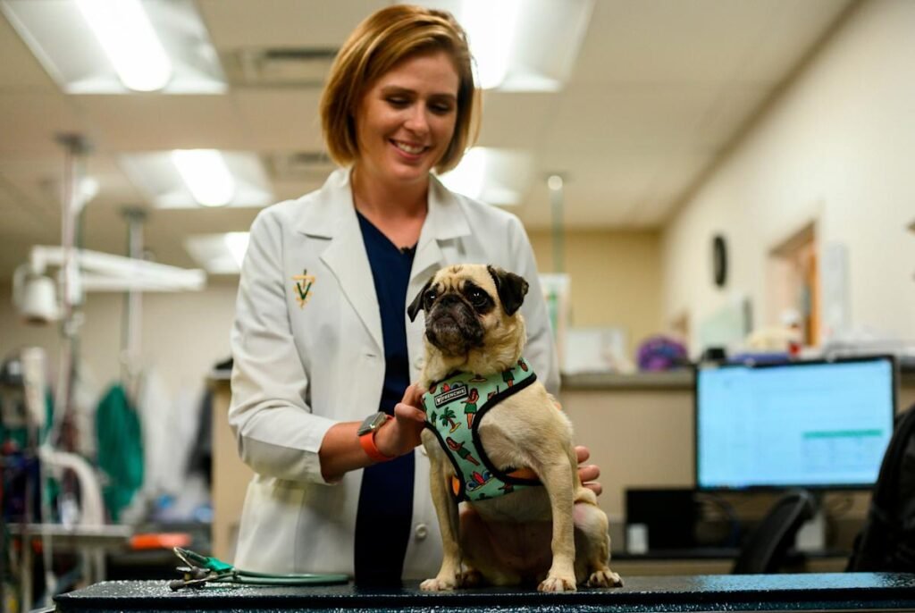 Pet health care prices are so high that most owners are skipping treatments