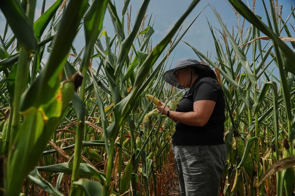 To get that perfect ear of corn, weather has to cooperate. But climate change is making it dicier