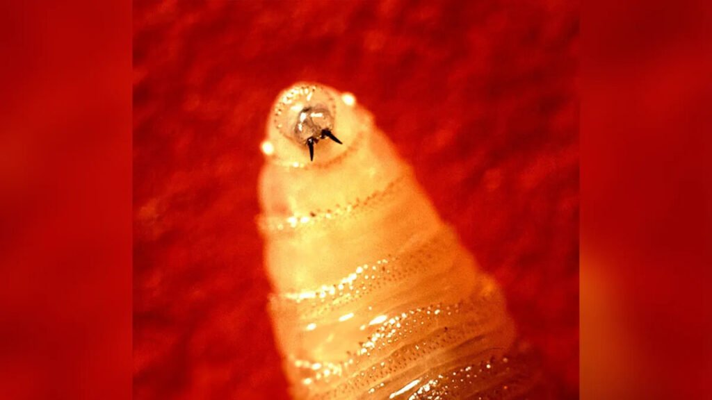 What to know about screwworm after human case confirmed in U.S.