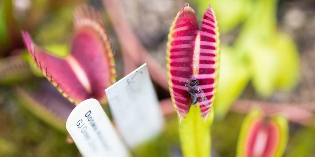 An AI Data Trap Catches Perplexity Impersonating Google