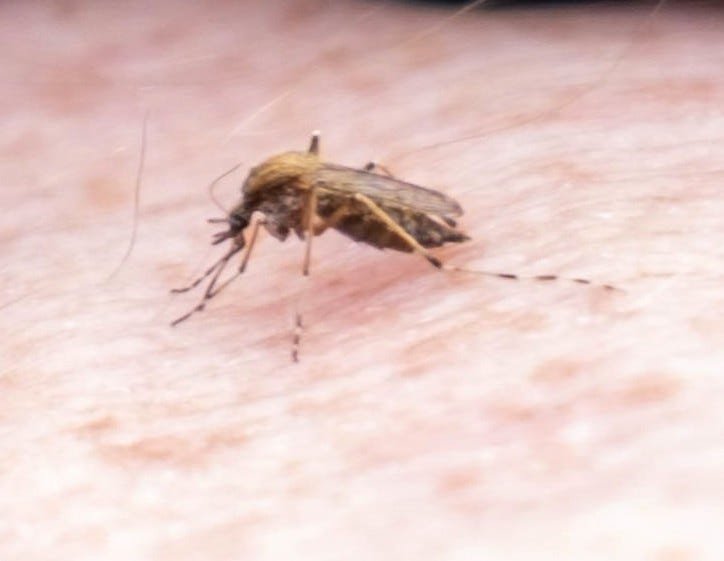 CDC warns travelers about chikungunya cases in China as global infections hit 240,000