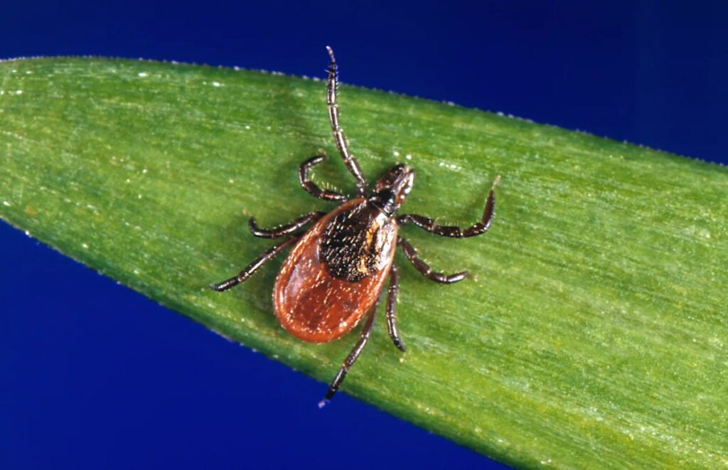 Unproven Lyme disease tests and treatments are proliferating