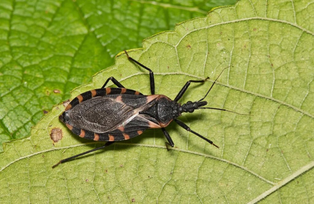 ‘Kissing bug’ disease is endemic in US, researchers say. See map of reported cases.