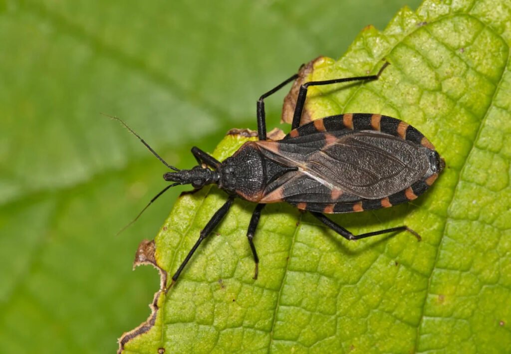 Deadly kissing bug disease has spread in the U.S. Here’s what to know.