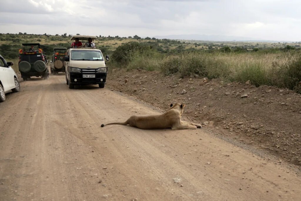 He lives alongside lions in Nairobi. The human-wildlife collision is dazzling — and dangerous