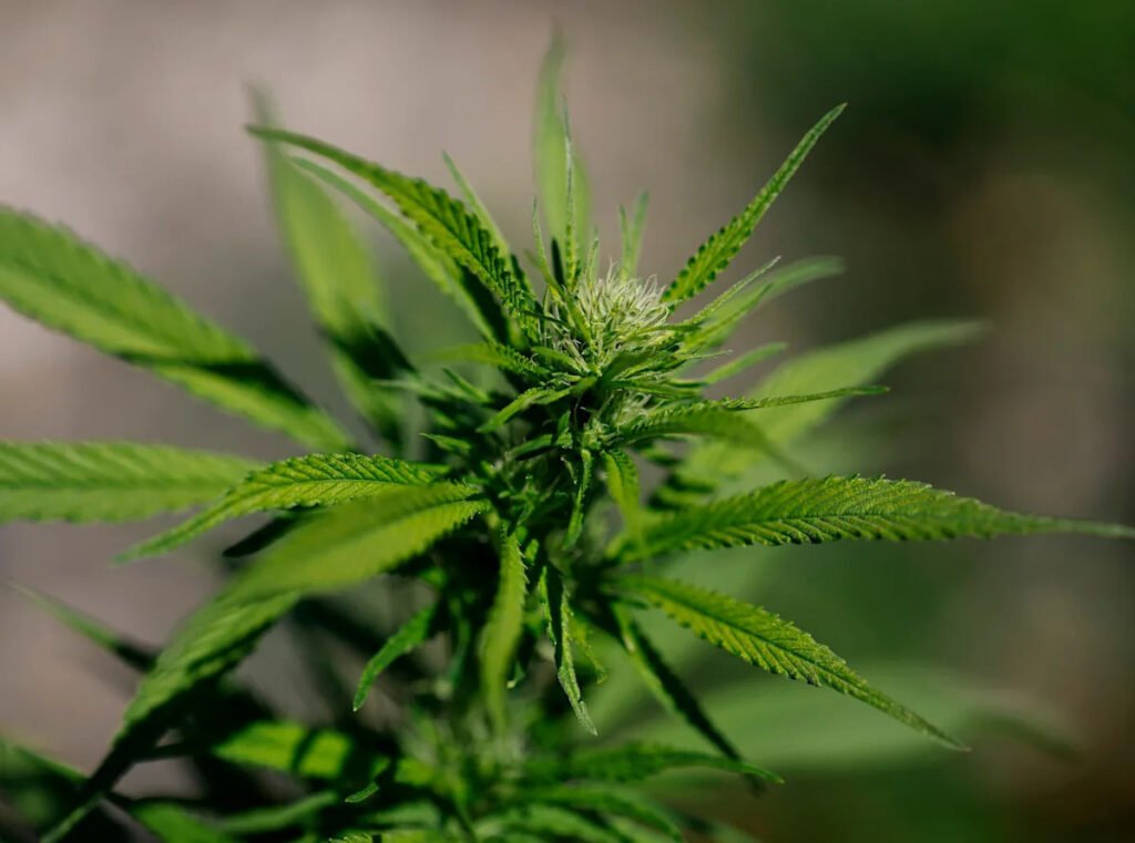 Here’s what can happen if you drive under the influence of pot