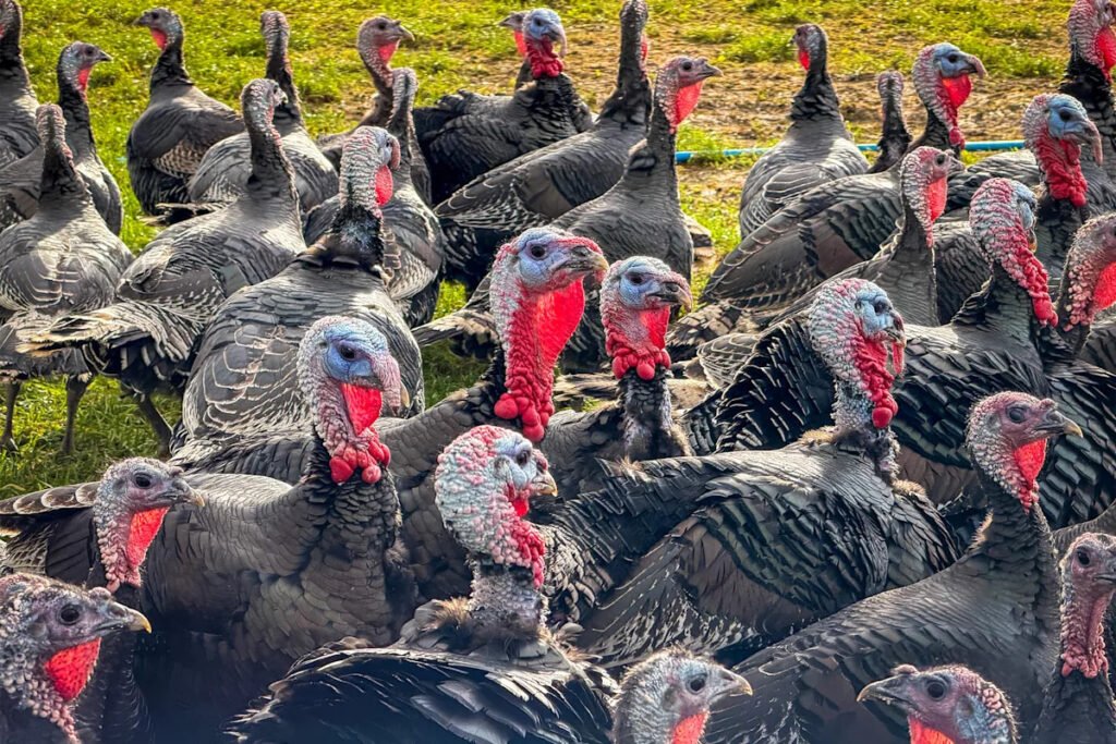 Turkey prices hold steady for Thanksgiving