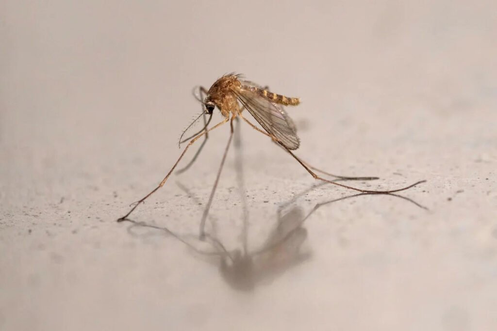 Mosquito-borne viruses kill 33 people, including 21 children, in Cuba