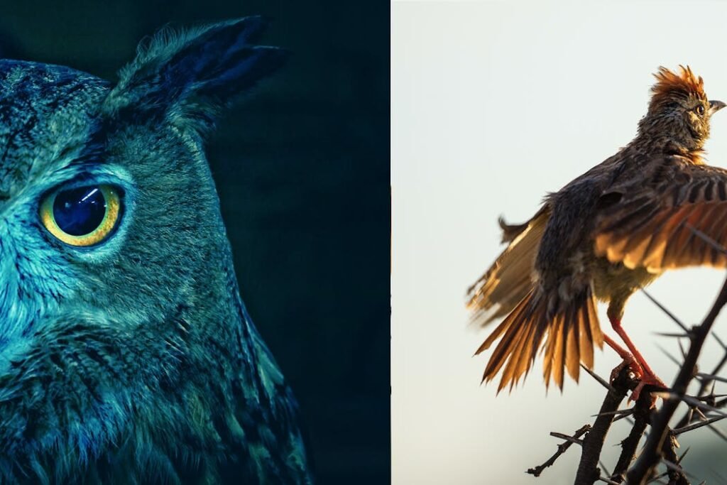 What’s your chronotype? Knowing whether you’re a night owl or an early bird could help you do better on tests and avoid scams