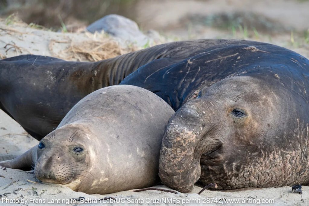 Seven elephant seals test positive for bird flu at California beach